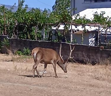 Fyli Apartment | Το Μικρό Σπίτι στη Φάρμα!