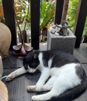 Sanxing House | 兔窩很Chill