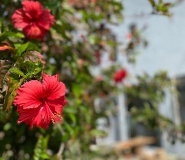 Eluan House | 墾丁花見小院Villa包棟民宿