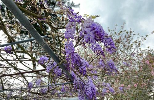 Alishan House | 天隆民宿Tian Long Tea Farm HomeStay