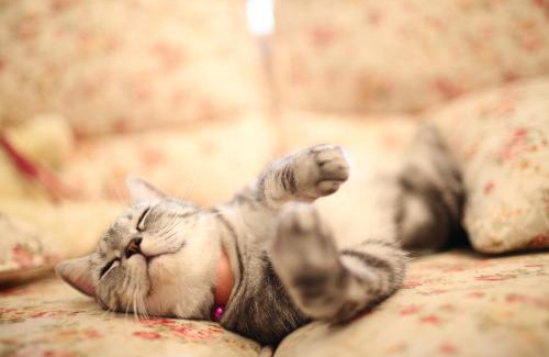 Taitung City Centre House | 小貓兩三隻民宿 Kittens B&B 貓咪民宿&寵物友善