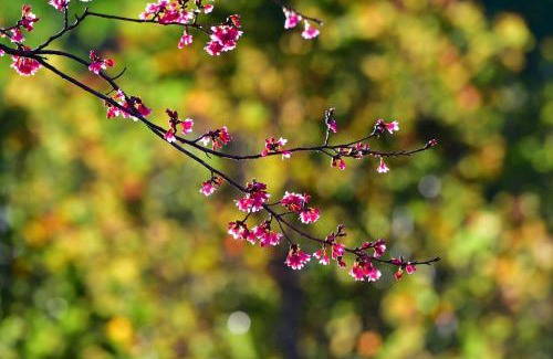 Ren'ai House | 巒大山居