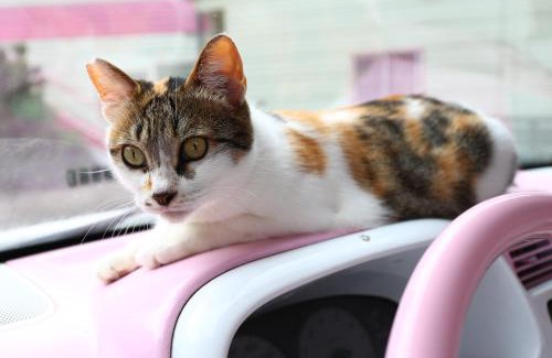 Lyudao Bed & Breakfast | 幸福月光民宿 Evening Sun