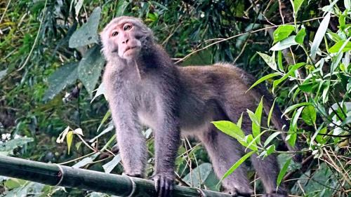 Gukeng House | 幸福檜木屋民宿