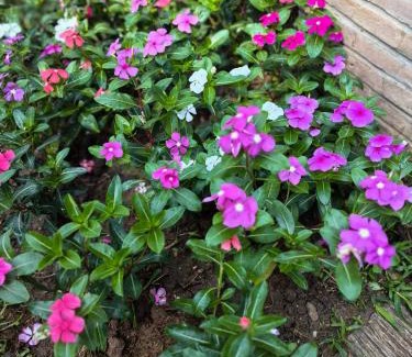 Wat Ket Hotel | 清迈三诺河畔精品度假酒店