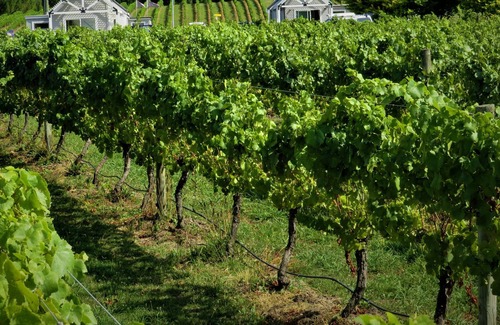 Havelock North Villa | 305inthevines