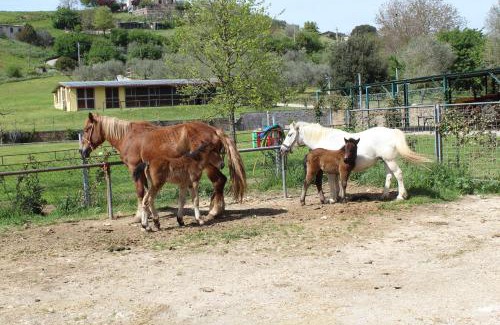 Rignano Flaminio House | Agrimar 2