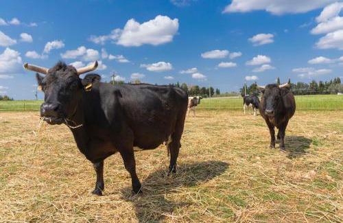 Otranto House | Agriturismo Scalelle