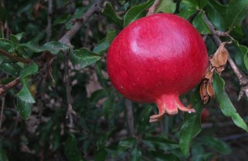 Koroni Apartment | Alex - Nancy Apartments - Zaga Beach