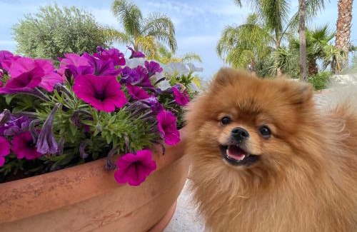 Santa Teresa Apartment | Alla villa di Angelo