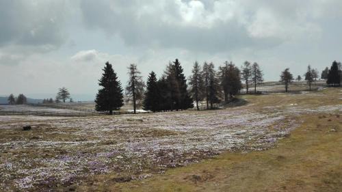 Salonetto Apartment | Alpenrose