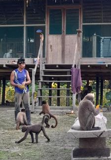 Indiana Hotel | Amazon tucuxi