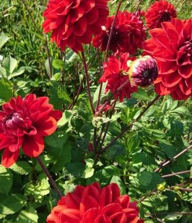 Ballydehob Bed & Breakfast | An Carraig Ard B&B