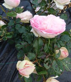 Ballydehob Bed & Breakfast | An Carraig Ard B&B