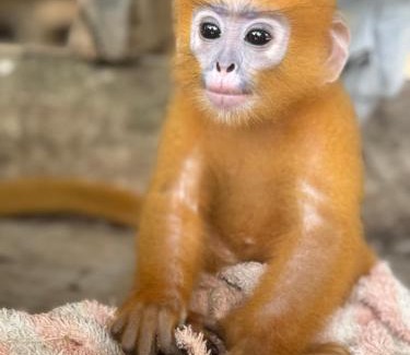 Ko Phaluai Hotel | Angthong Beach Resort