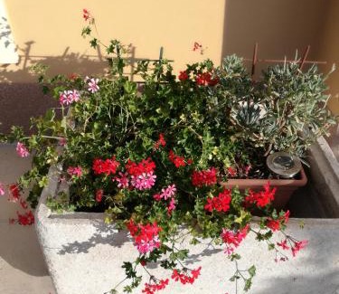 Nerezine Apartment | Apartman Studio Lu