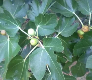 Lopar Apartment | Apartmani Roza Lopar