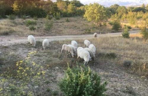 Pridraga Apartment | Apartmani Tanja Pridraga