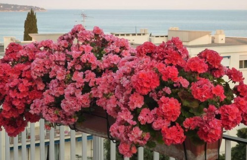 La Madeleine Apartment | Apartment/ flat - Nice