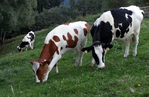 Santa Valburga Apartment | Apartment in the Ulten Valley Nikolaus