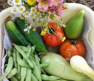 Brulo Apartment | Apartments Villa Anton