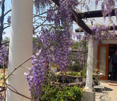 Belfast Bed & Breakfast | Apple and Rose