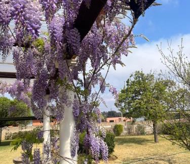 Belfast Bed & Breakfast | Apple and Rose