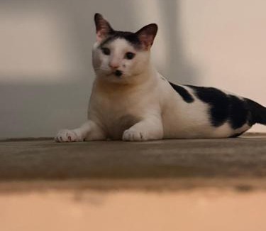 Longjing House | Art Turtle