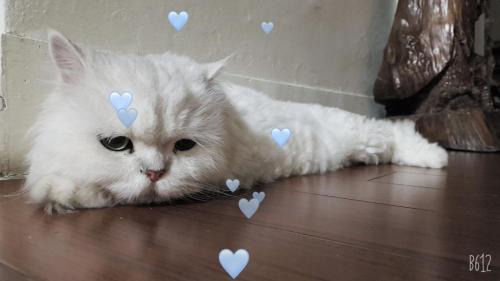 Longjing House | Art Turtle