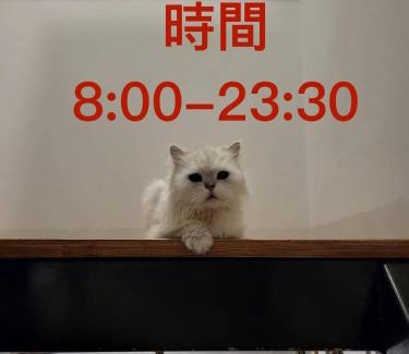 Longjing House | Art Turtle