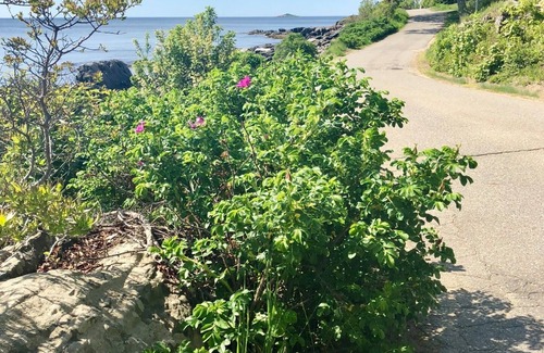 East Boothbay Cottage | Atlantic Edge - Renovated Oceanfront with Stunning Views in East Boothbay!