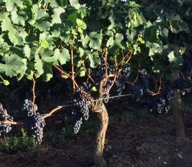 Montagne Bed & Breakfast | Au charmant des vignes