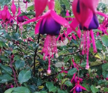 Meneac House | au monde mystérieux maison-canon-lan