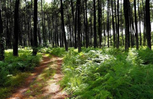 Ychoux Hotel | Au P'tit Creux des Landes