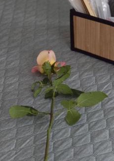 Iragna House | Ayurveda House