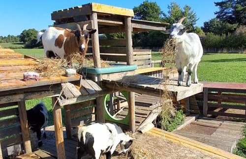 Oradour-sur-Glane Bed & Breakfast | Bêêêêl campagne - Immersion authentique avec les chèvres