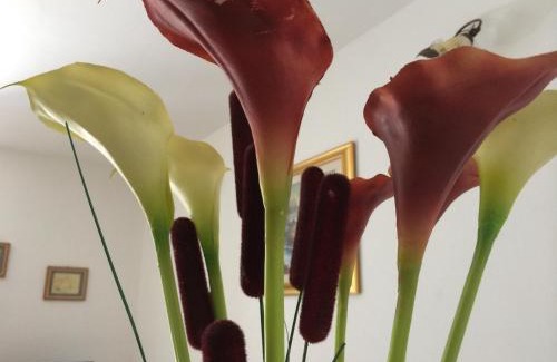 Centola Bed & Breakfast | B&B Il Vicoletto Del Casale