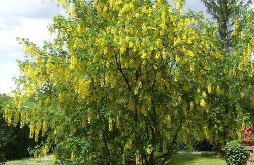 Fabriano Bed & Breakfast | B&B Maggiociondolo