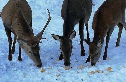 Paglio Apartment | Baita Margherita - Your Mountain Holiday