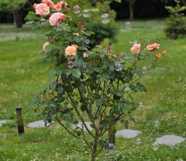 Varaignes Bed & Breakfast | Balichéri