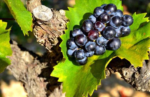 Le Puy-Sainte-Reparade Apartment | Bastide Domaine Tour Campanets