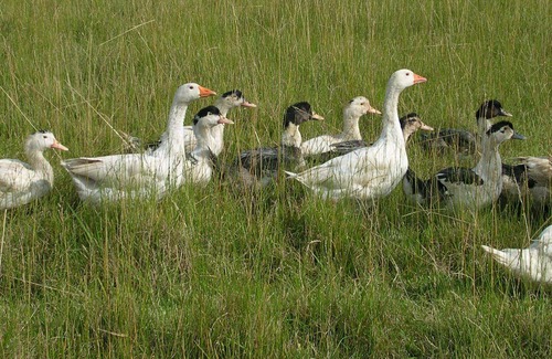 Trizay House | Be privileged guests, our property has only one cottage!