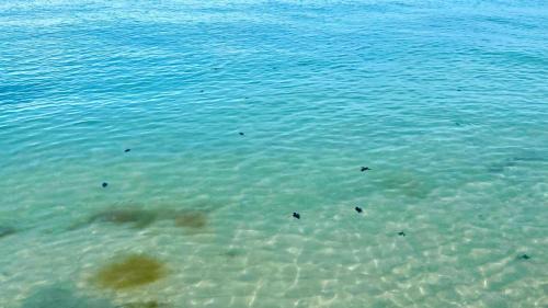 Celestun Apartment | Beachfront apartment with swimming pool. One bedroom