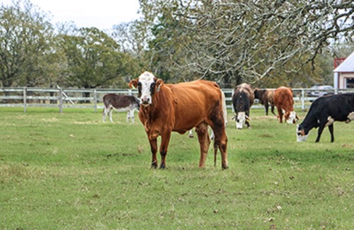 Carmine House | Bear Lodge- Solid Rock Ranch