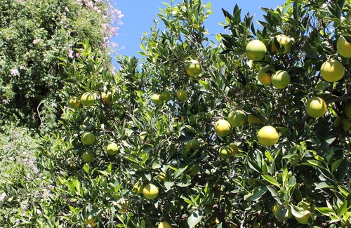 Orgiva Cottage | Beautiful Countryside Cottage