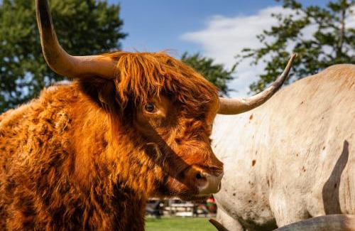 Akersloot Apartment | Bed&Bbq Longhornranch