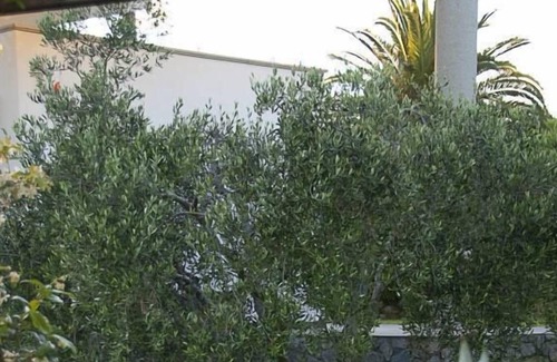 Porto Azzurro Apartment | Bouganvillae studio