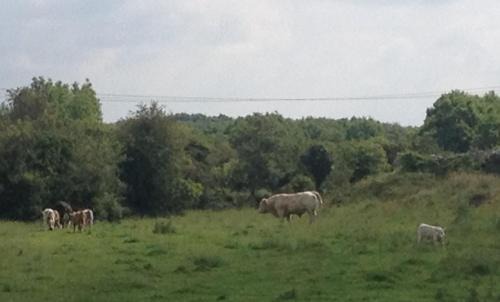 Corofin House | Burren Haven