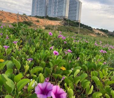 Suoi Nuoc Beach Apartment | Căn hộ nghỉ dưỡng APEC - Mũi Né