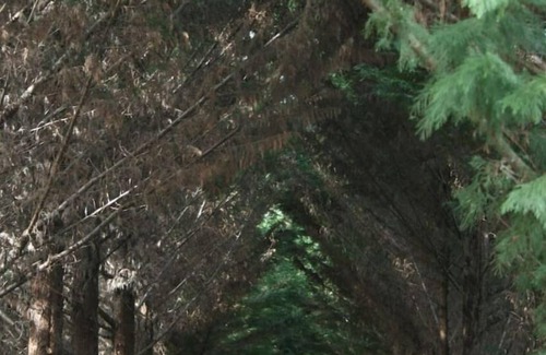 Labouheyre Cottage | Cabane en Pleine Nature - Domaine Temali